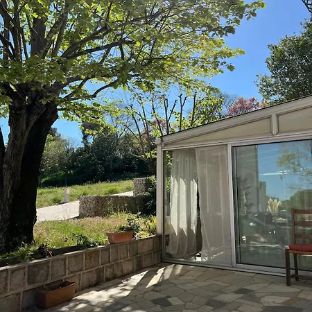 Tilia